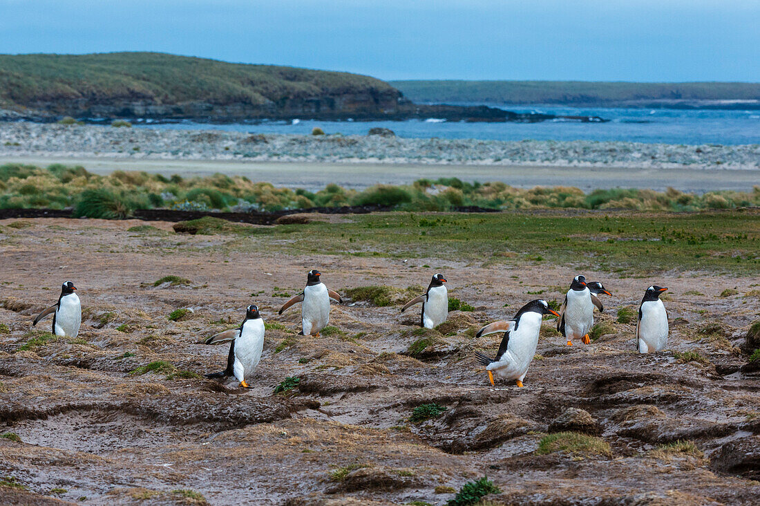 Gentoo penguins, Pygoscelis papua, walking to the beach. Sea Lion Island, Falkland Islands