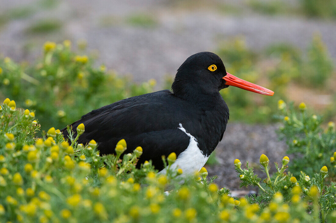 A Magellanic oystercatcher, Haematopus leucopodus, resting on the ground. Sea Lion Island, Falkland Islands