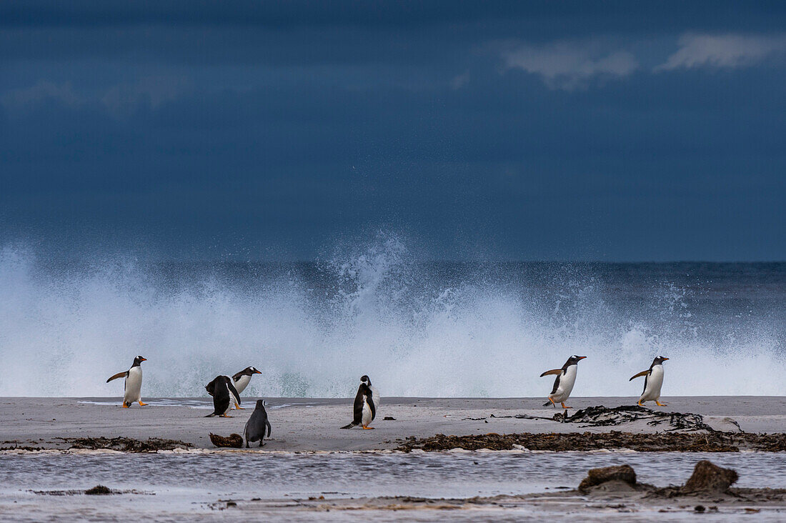 Gentoo penguins, Pygoscelis papua, on a sandy beach. Sea Lion Island, Falkland Islands