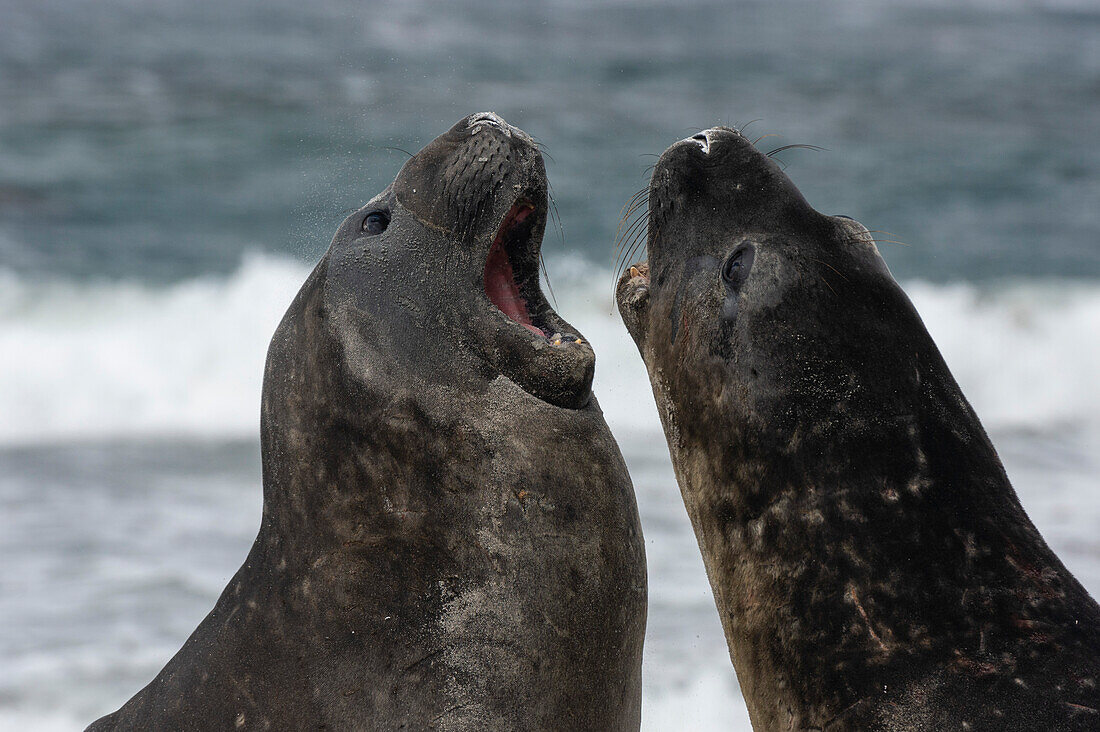 Südliche Seeelefanten, Mirounga leonina, im Kampf. Seelöweninsel, Falklandinseln