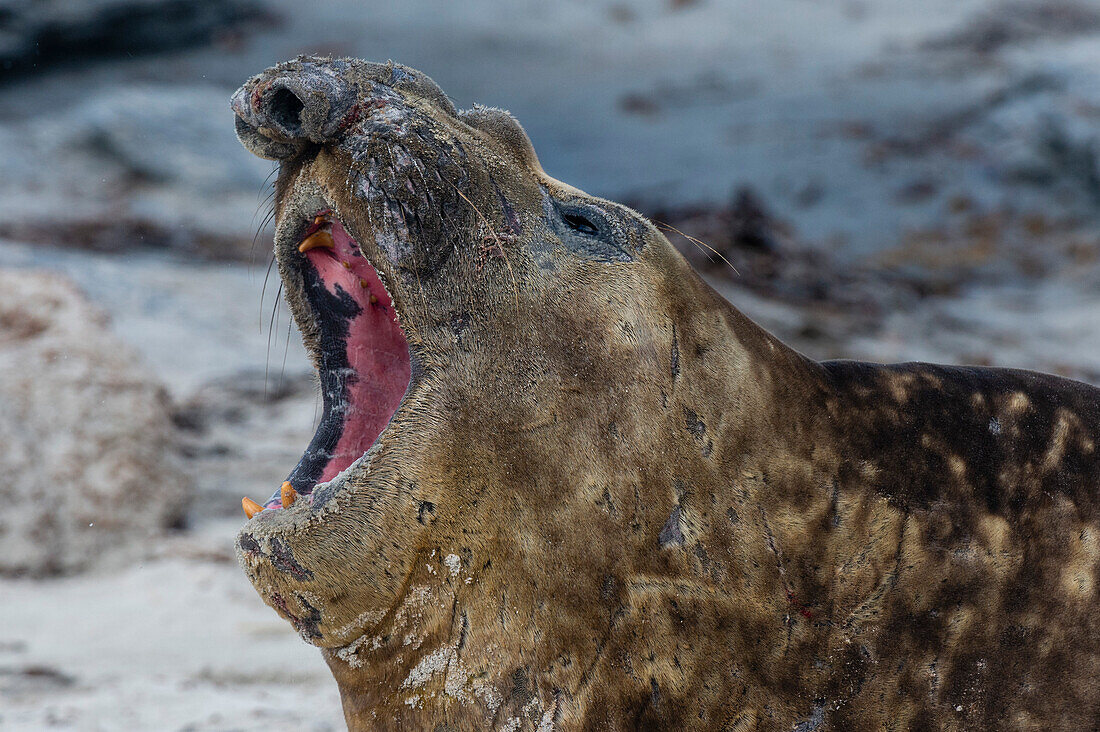 Ein Südlicher Seeelefant, Mirounga leonina, beim Bellen. Seelöweninsel, Falklandinseln