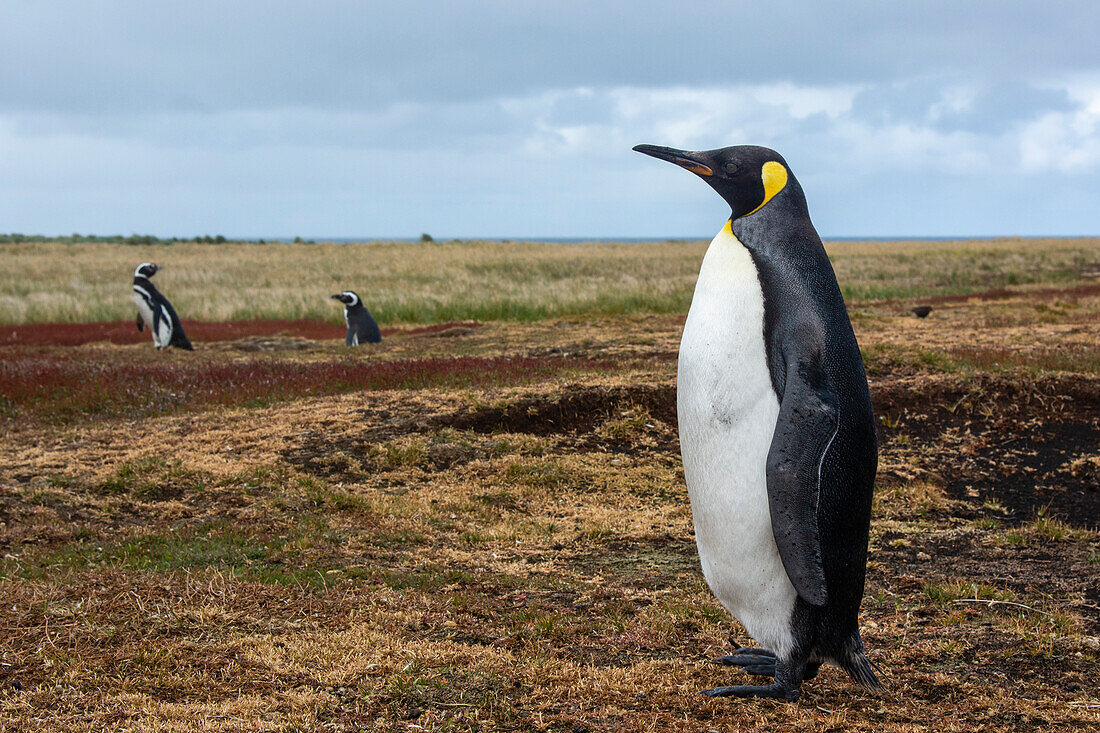 Portrait of a king penguin, Aptenodytes patagonica. Sea Lion Island, Falkland Islands