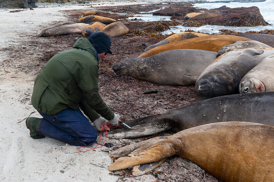 Ein Biologe bringt eine Markierung an den Brustflossen eines Südlichen Seeelefanten, Mirounga leonina, an. Seelöweninsel, Falklandinseln.