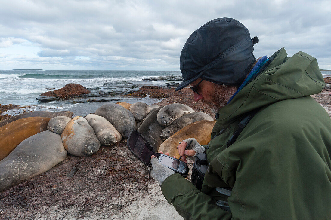 Ein Biologe erfasst die GPS-Position der Südlichen Seeelefanten, Mirounga leonina, mit Hilfe von Geotags. Seelöweninsel, Falklandinseln.