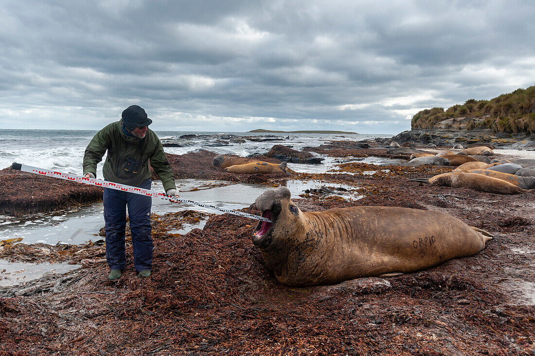 Ein Biologe vermisst die Nase eines Südlichen Seeelefanten, Mirounga leonina. Seelöweninsel, Falklandinseln.
