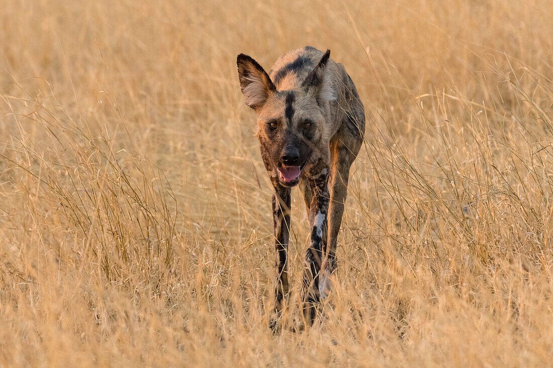 Afrikanischer Wildhund, Lycaon pictus, läuft im hohen Gras. Savuti, Chobe-Nationalpark, Botsuana