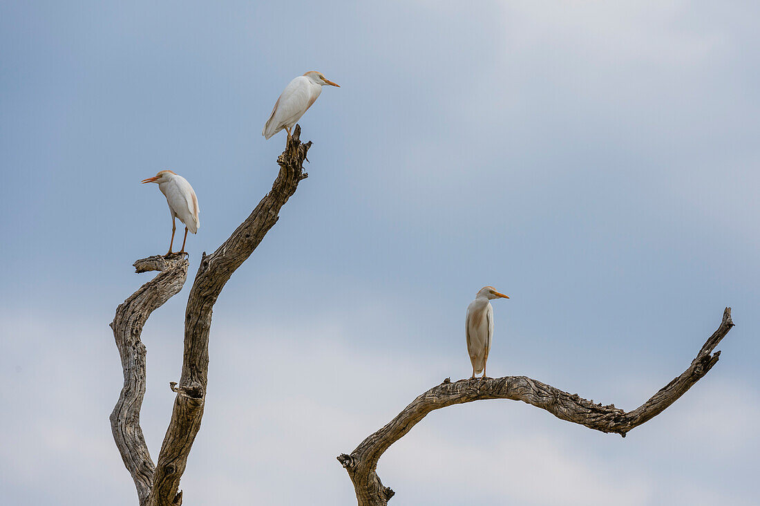 Westliche Kuhreiher, Bubulcus ibis, auf einem toten Baumzweig Savuti, Chobe-Nationalpark, Botsuana