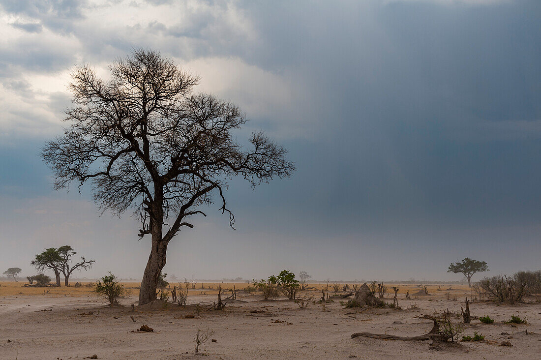 Ein herannahender Sandsturm. Savuti, Chobe-Nationalpark, Botsuana