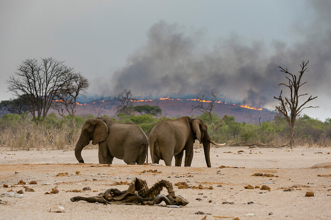 African elephants at a waterhole, Loxodonta africana, in the background a bushfire on the hills surrounding the Savuti Marsh. Savuti, Chobe National Park, Botswana