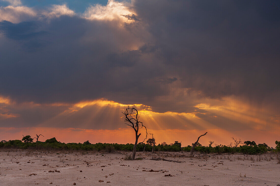 Savuti Marsh bei Sonnenuntergang. Savuti, Chobe-Nationalpark, Botsuana