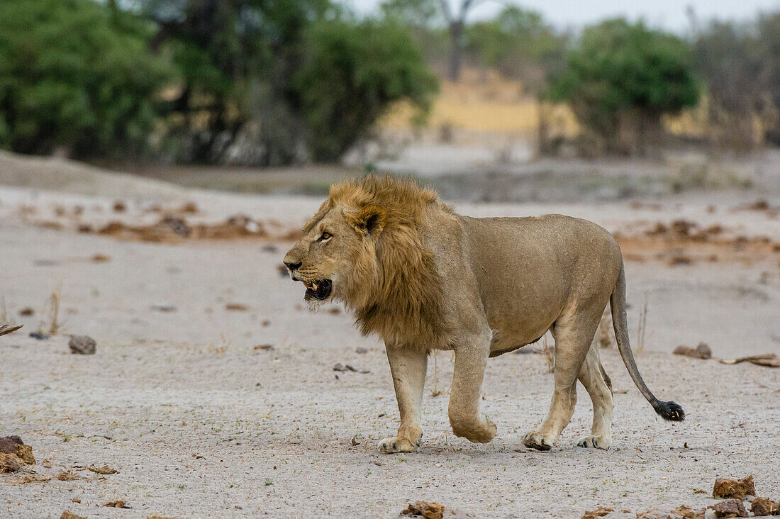 Ein männlicher Löwe, Panthera leo, geht spazieren. Savuti, Chobe-Nationalpark, Botsuana