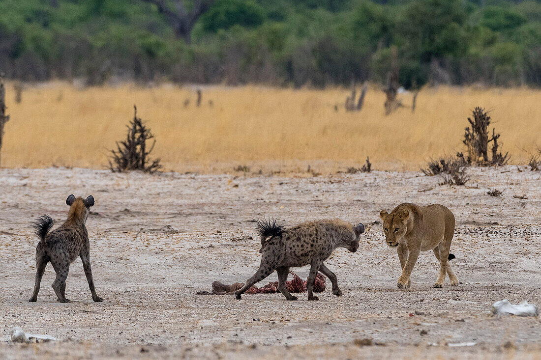 Hyänen, Crocuta crocuta, mit einem Kadaver, gestohlen von einer Löwin, Panthera leo. Savuti, Chobe-Nationalpark, Botsuana