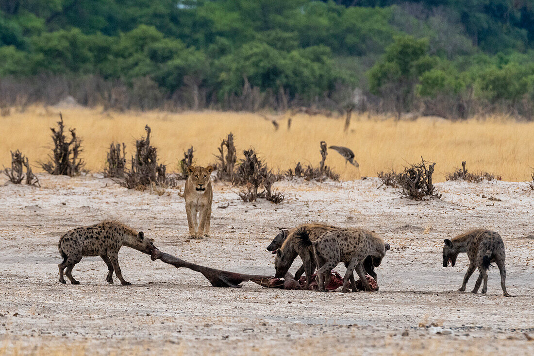 Hyänen, Crocuta crocuta, mit einem Kadaver, der von einer Löwin, Panthera leo, gestohlen wurde. Savuti, Chobe-Nationalpark, Botsuana