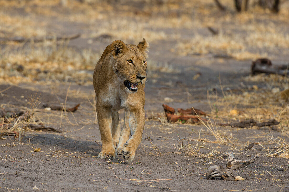 Eine Löwin, Panthera leo, beim Spaziergang. Savuti, Chobe-Nationalpark, Botsuana