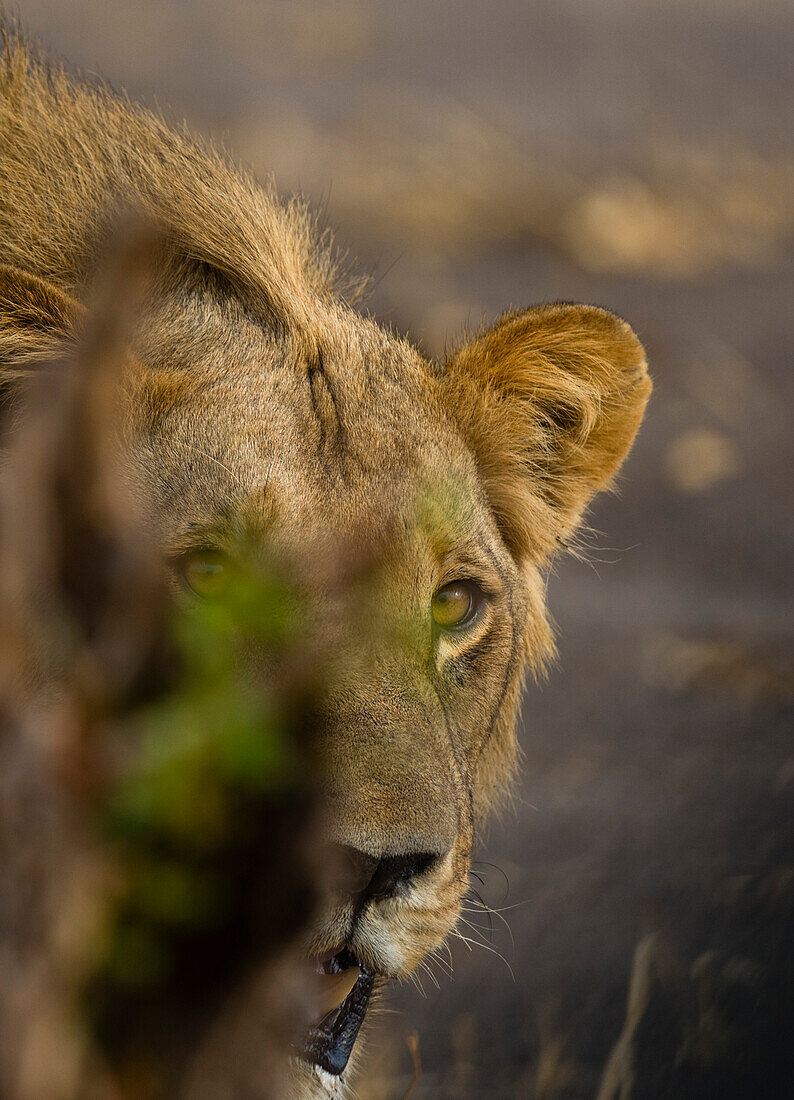 Porträt eines männlichen Löwen, Panthera leo. Savuti, Chobe-Nationalpark, Botsuana