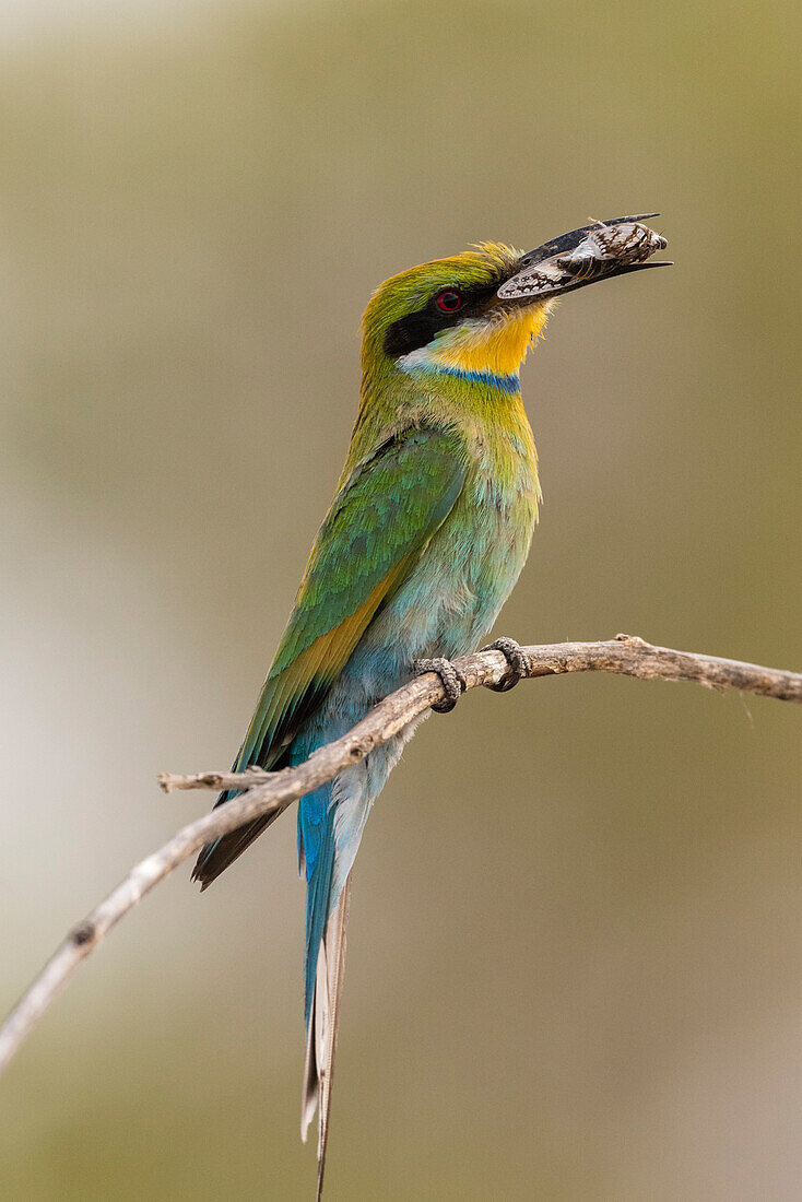 Ein kleiner Bienenfresser, Merops pusillus, hält eine Zikade in seinem Schnabel. Savuti, Chobe-Nationalpark, Botsuana