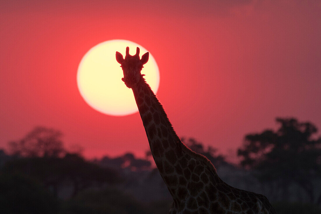 Eine Giraffe, Giraffa camelopardalis, Savuti, bei Sonnenuntergang.