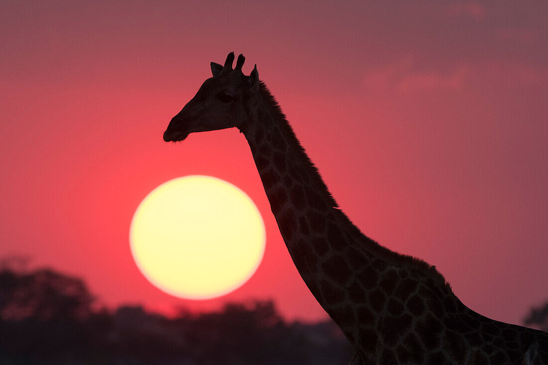 Eine Giraffe, Giraffa camelopardalis, Savuti, bei Sonnenuntergang.