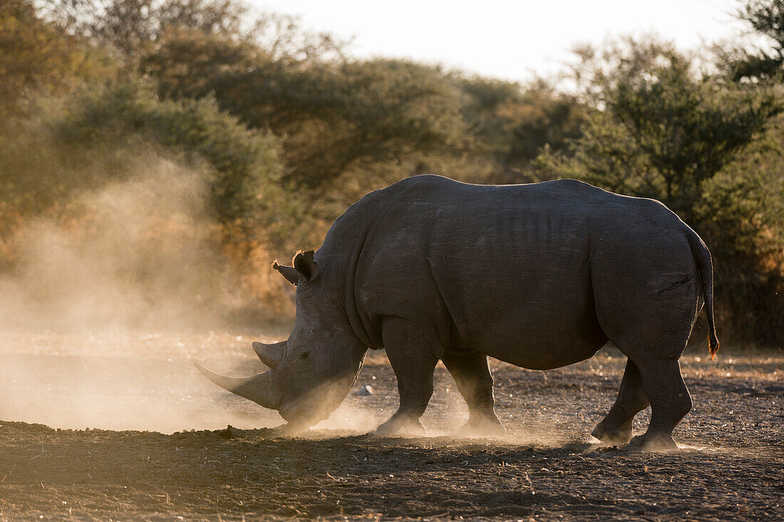 A white rhinoceros, Ceratotherium simum, at sunset in a cloud of dust. Kalahari, Botswana