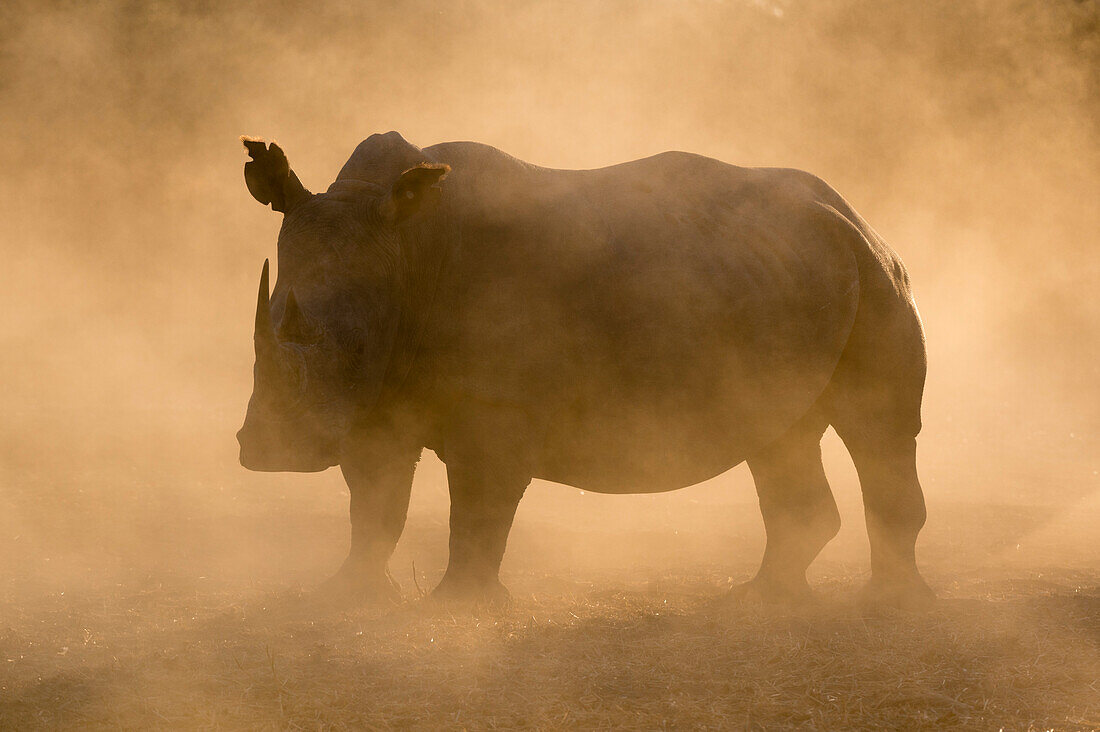Silhouette of a white rhinoceros, Ceratotherium simum, at sunset in a cloud of dust. Kalahari, Botswana