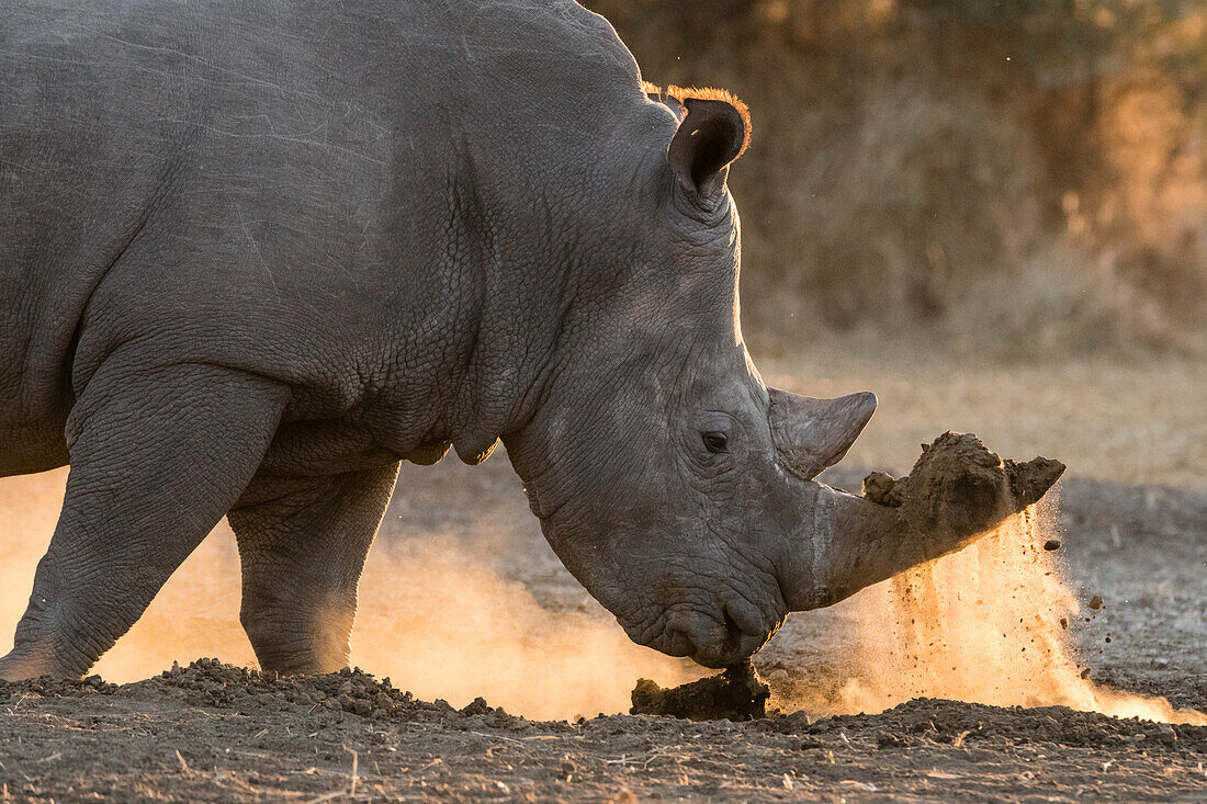 A white rhinoceros, Ceratotherium simum, digging with its horn. Kalahari, Botswana