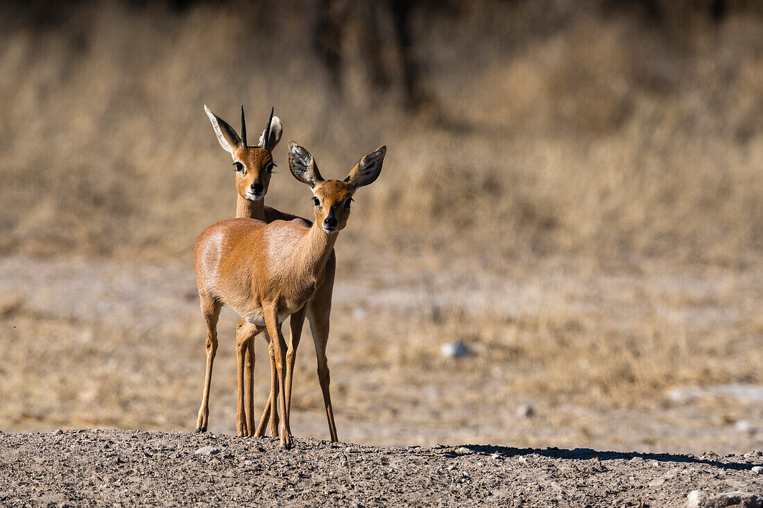A pair of steenboks, Raphicerus campestris. Kalahari, Botswana