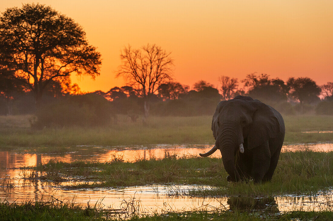 Ein afrikanischer Elefant, Loxodonta africana, spaziert bei Sonnenuntergang im Khwai-Fluss. Khwai-Konzessionsgebiet, Okavango-Delta, Botsuana
