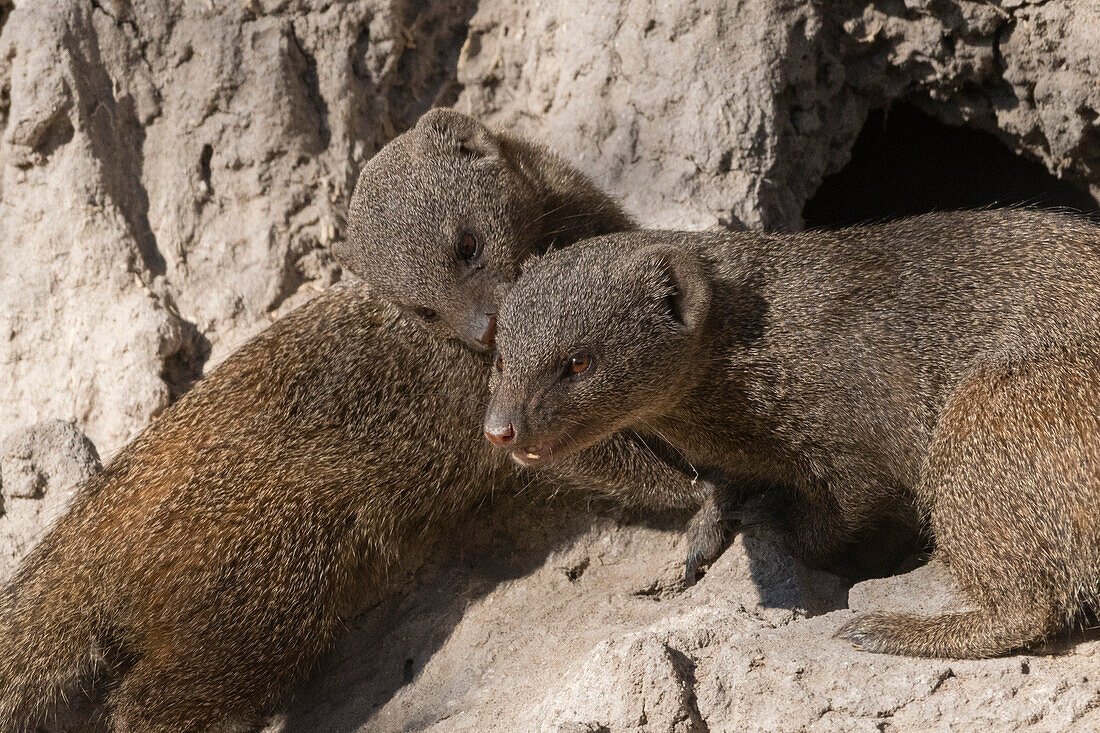 Two dwarf mongooses, Helogale parvula, on a termite mound. Khwai Concession, Okavango Delta, Botswana