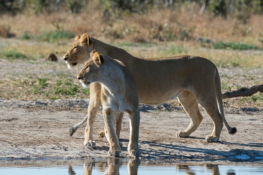 Zwei Löwinnen, Panthera leo, an der Wasserstelle. Savuti, Chobe-Nationalpark, Botsuana