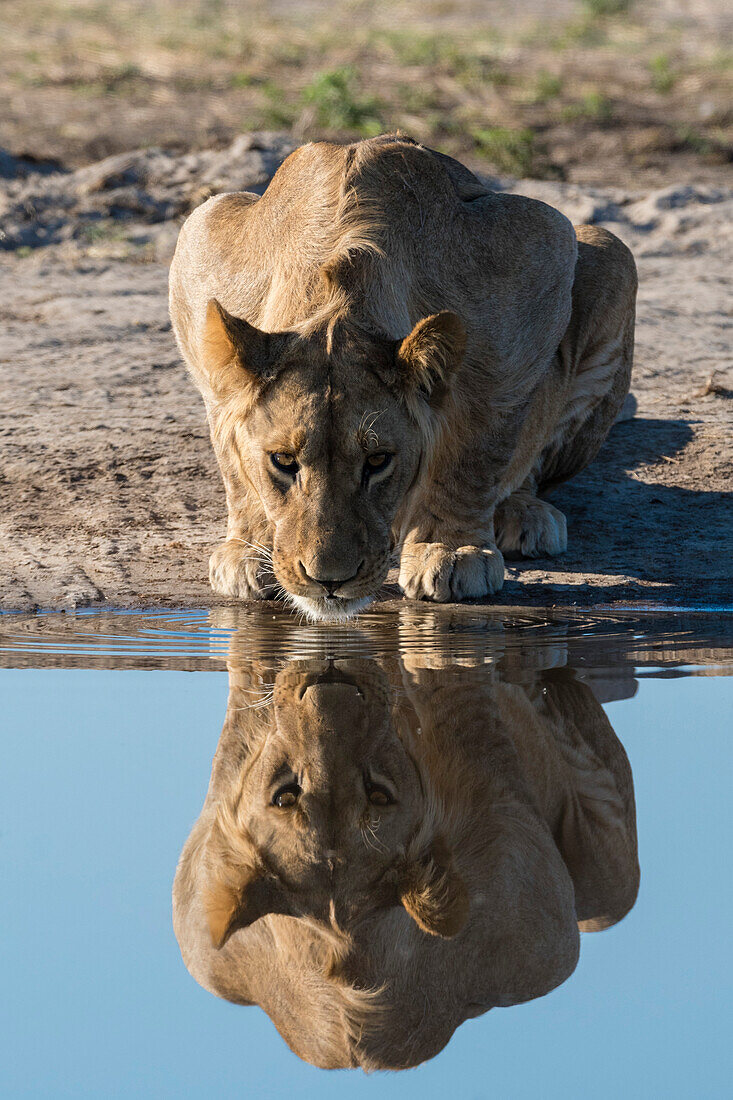A sub-adult lion, Panthera leo, drinks at waterhole. Savuti, Chobe National Park, Botswana