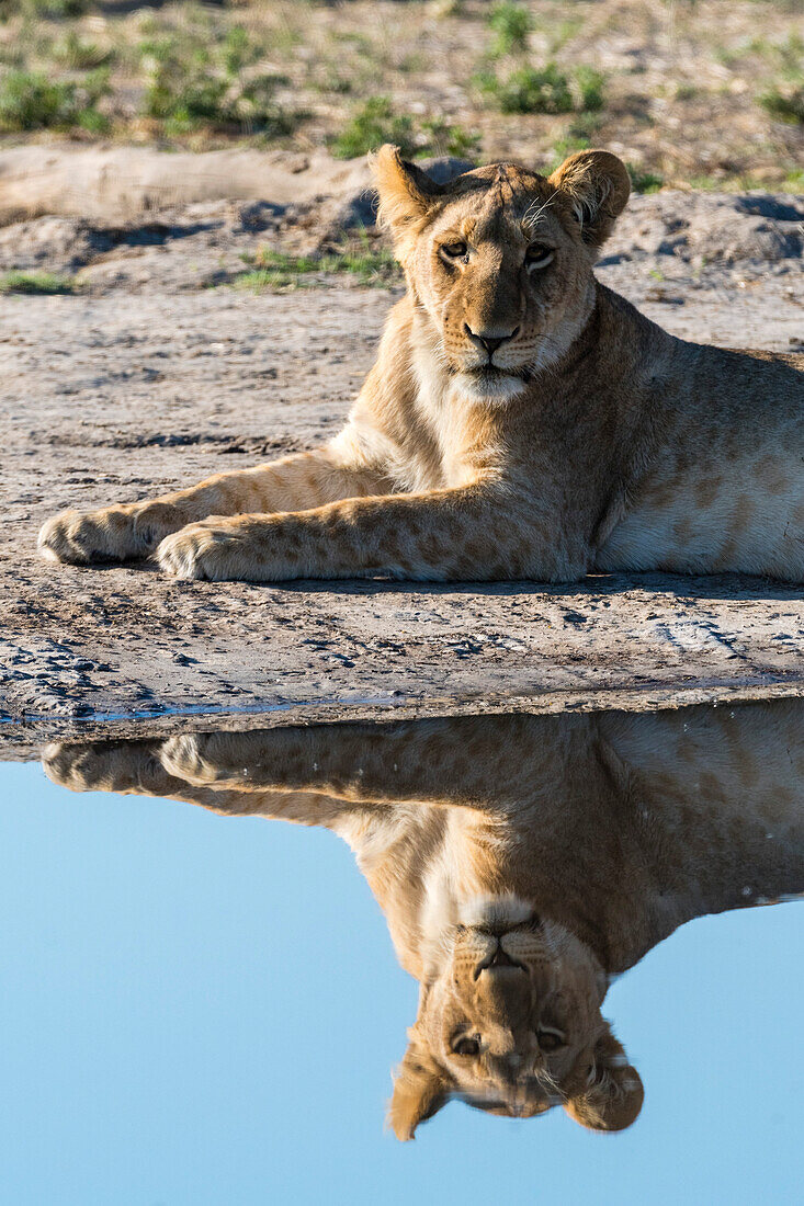 Eine Löwin, Panthera leo, spiegelt sich in einem Wasserloch. Savuti, Chobe-Nationalpark, Botsuana