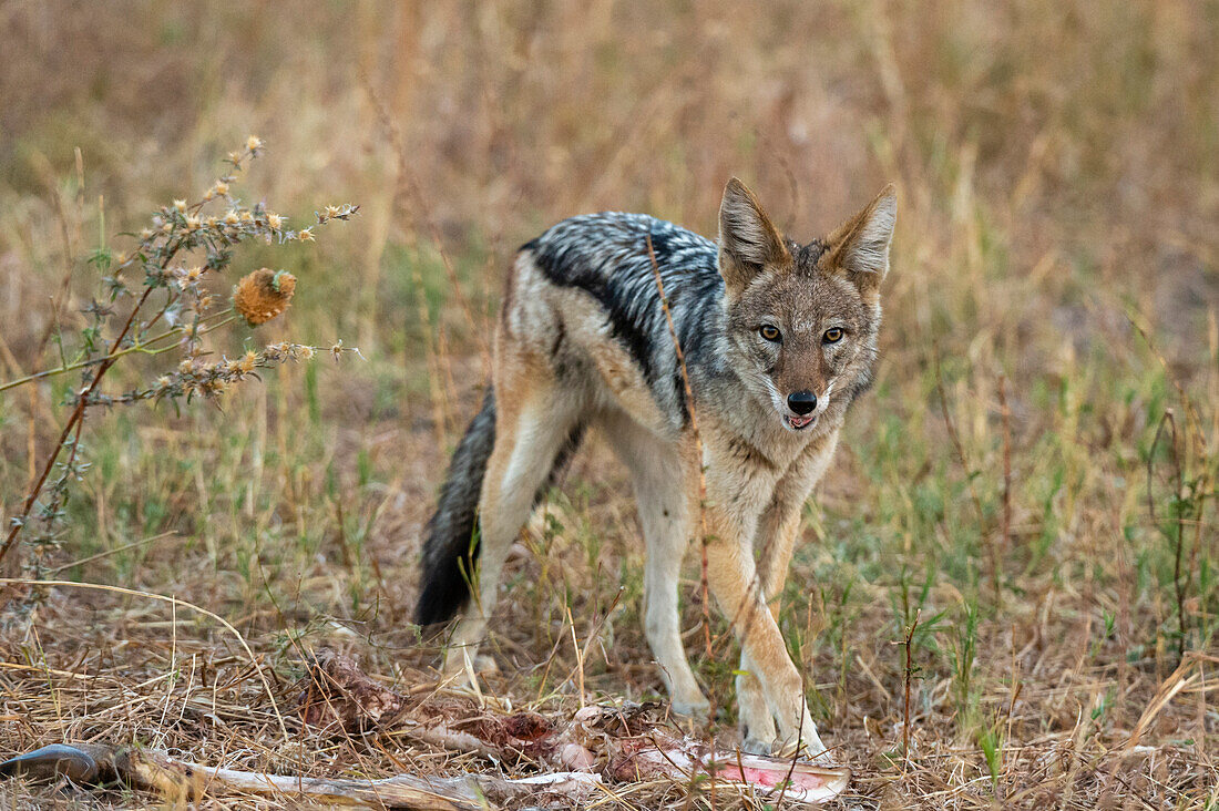 Ein Schabrackenschakal, Canis mesomelas, beim Fressen eines Kadavers. Savuti, Chobe-Nationalpark, Botsuana