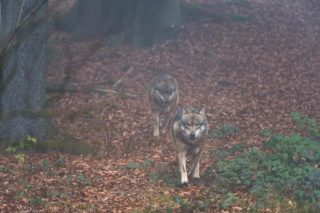 Zwei graue Wölfe, Canis lupus, beim Spaziergang im Nebel. Der Nationalpark Bayerischer Wald umfasst ein 200 Hektar großes Gebiet mit riesigen Wildtiergehegen, in denen einige scheue Tiere wie Wölfe und Luchse leben, die in freier Wildbahn nur schwer zu finden sind.