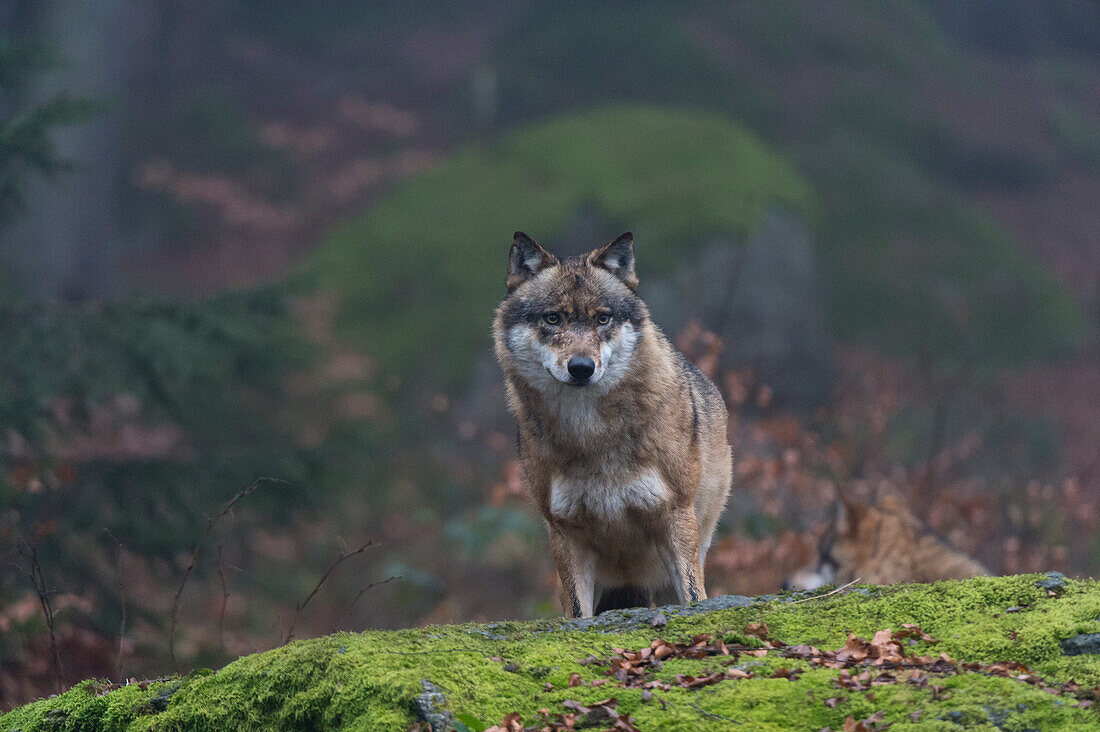 Porträt eines grauen Wolfs, Canis lupus, auf einem moosbewachsenen Felsen in einem nebligen Wald. Nationalpark Bayerischer Wald, Bayern, Deutschland.