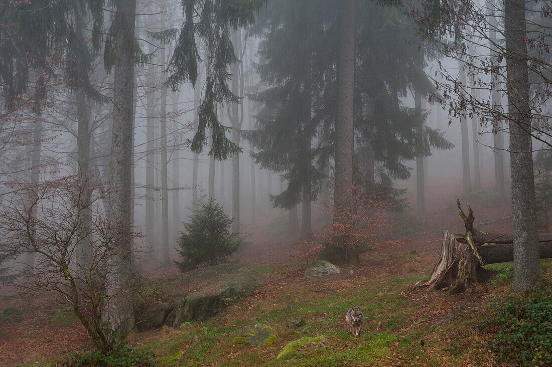 Ein grauer Wolf, Canis lupus, bei einem Spaziergang im Wald an einem nebligen Tag. Der Nationalpark Bayerischer Wald umfasst ein 200 Hektar großes Gebiet mit riesigen Wildtiergehegen, in denen einige scheue Tiere wie Wölfe und Luchse leben, die in freier Wildbahn nur schwer zu finden sind.