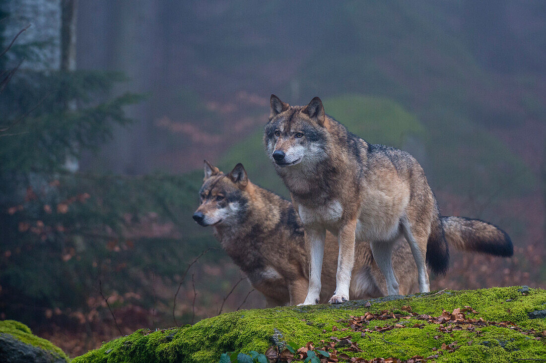 Zwei graue Wölfe, Canis lupus, auf einem moosbewachsenen Felsen in einem nebligen Wald. Nationalpark Bayerischer Wald, Bayern, Deutschland.