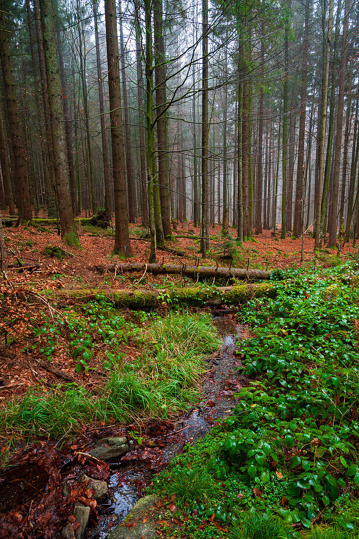 Bavarian forest in autumn.