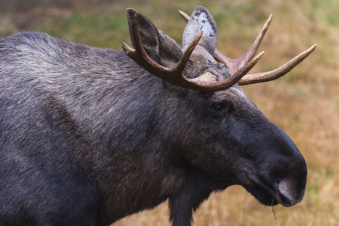 Close up portrait of a captive Eurasian elk, Alces alces. Bayerischer Wald National Park, Bavaria, Germany.
