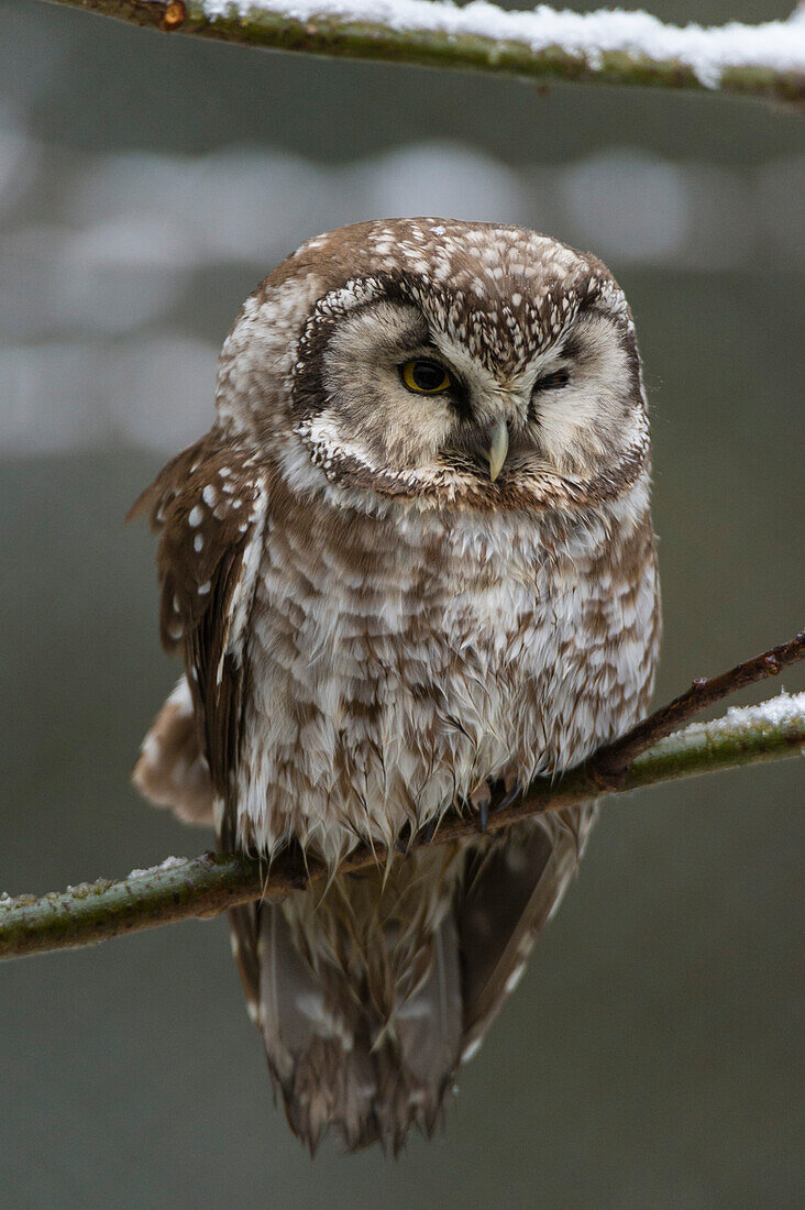 A Boreal owl, Aegolius funereus, perching on a tree branch. Captive. Bayerischer Wald National Park has a 200ha area with huge wildlife enclosures with some shy animals like wolf and lynx difficult to find in the wild.