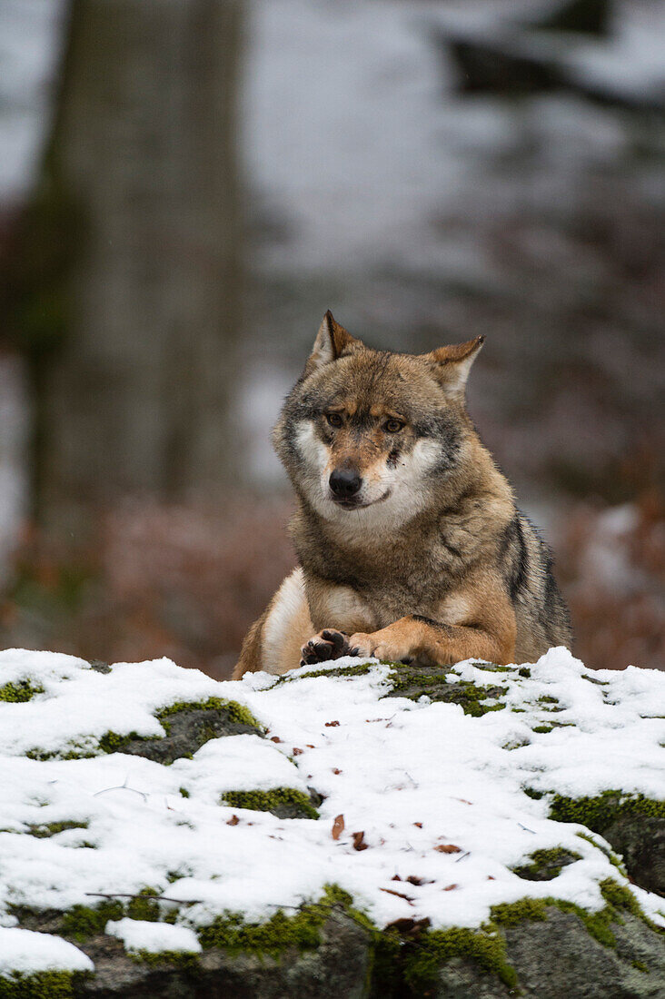 Ein grauer Wolf, Canis lupus, ruht sich auf einem schneebedeckten, moosbewachsenen Felsen aus. Nationalpark Bayerischer Wald, Bayern, Deutschland.