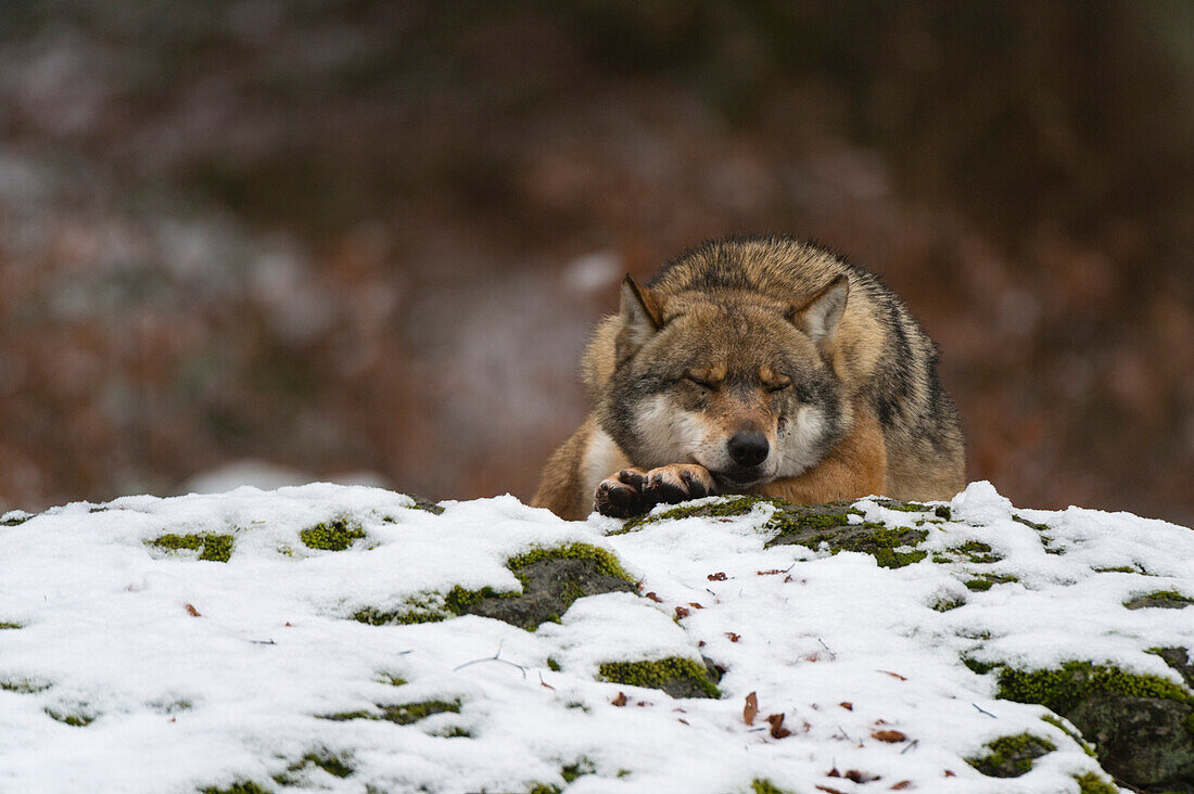 A gray wolf, Canis lupus, sleeping on a snow-covered mossy boulder. Bayerischer Wald National Park, Bavaria, Germany.