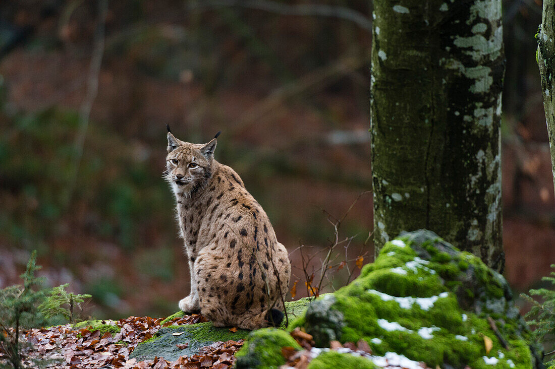 Ein Europäischer Luchs, Lynx lynx, sitzt auf einem moosbewachsenen Felsen und schaut in die Kamera. Nationalpark Bayerischer Wald, Bayern, Deutschland.