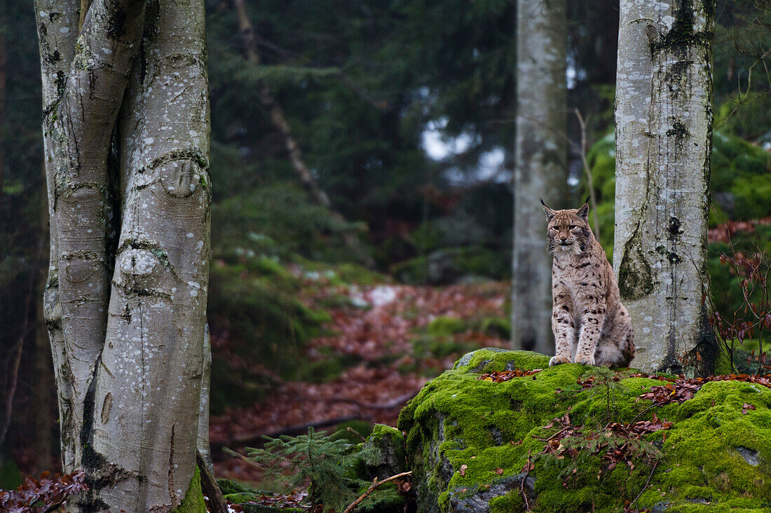 Ein Europäischer Luchs, Lynx lynx, sitzt auf einem moosbewachsenen Felsen in einem malerischen Wald. Nationalpark Bayerischer Wald, Bayern, Deutschland.