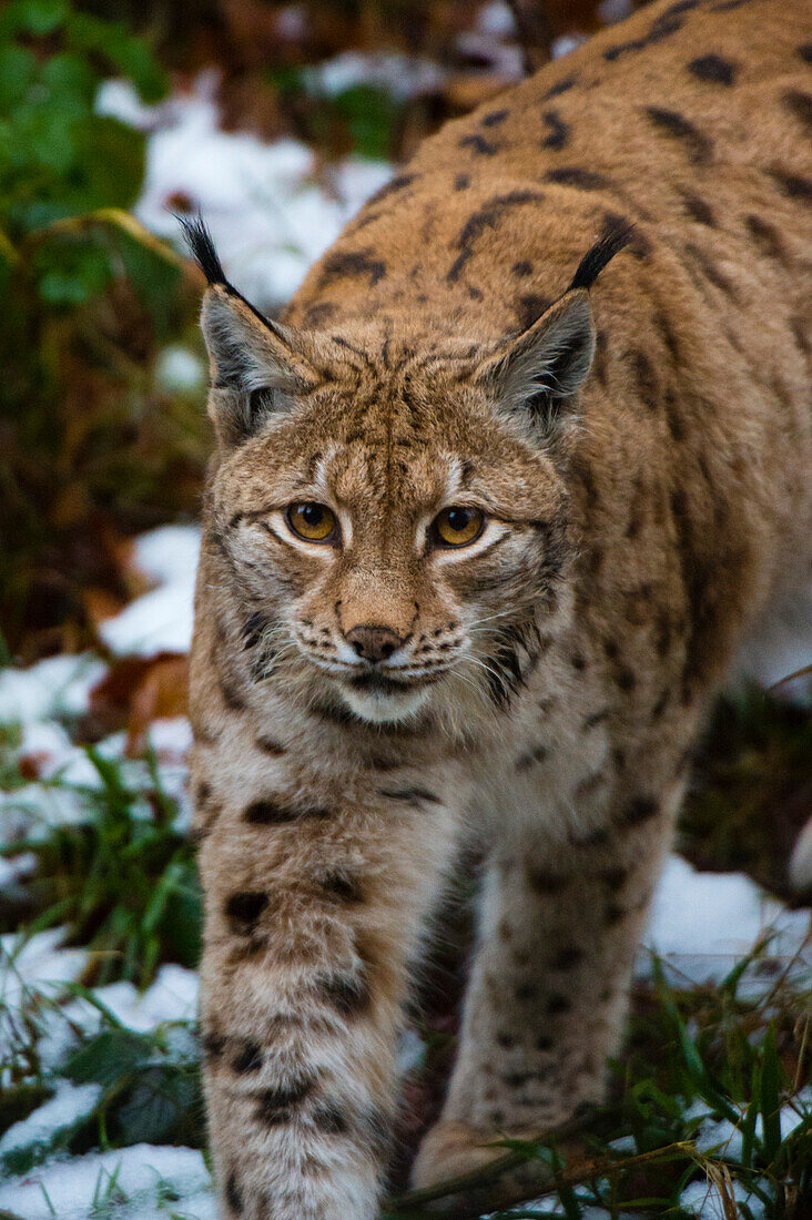 Porträt eines europäischen Luchses, Lynx lynx, beim Spaziergang im Schnee. Nationalpark Bayerischer Wald, Bayern, Deutschland.