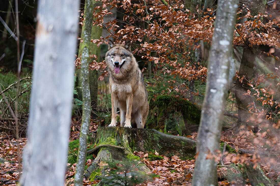 Ein hechelnder grauer Wolf, Canis lupus, steht auf einem moosbewachsenen Baumstumpf. Nationalpark Bayerischer Wald, Bayern, Deutschland.