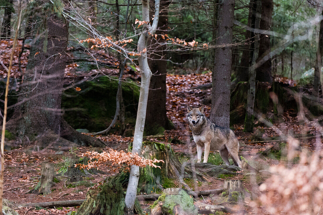 Ein grauer Wolf, Canis lupus, in einer malerischen Waldlandschaft. Nationalpark Bayerischer Wald, Bayern, Deutschland.