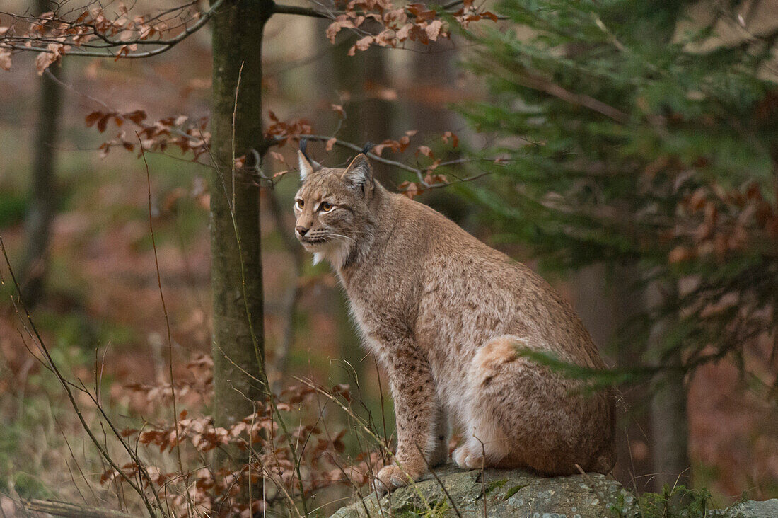 Porträt eines europäischen Luchses, Lynx lynx, der auf einem Felsen in einem malerischen Wald sitzt. Nationalpark Bayerischer Wald, Bayern, Deutschland.