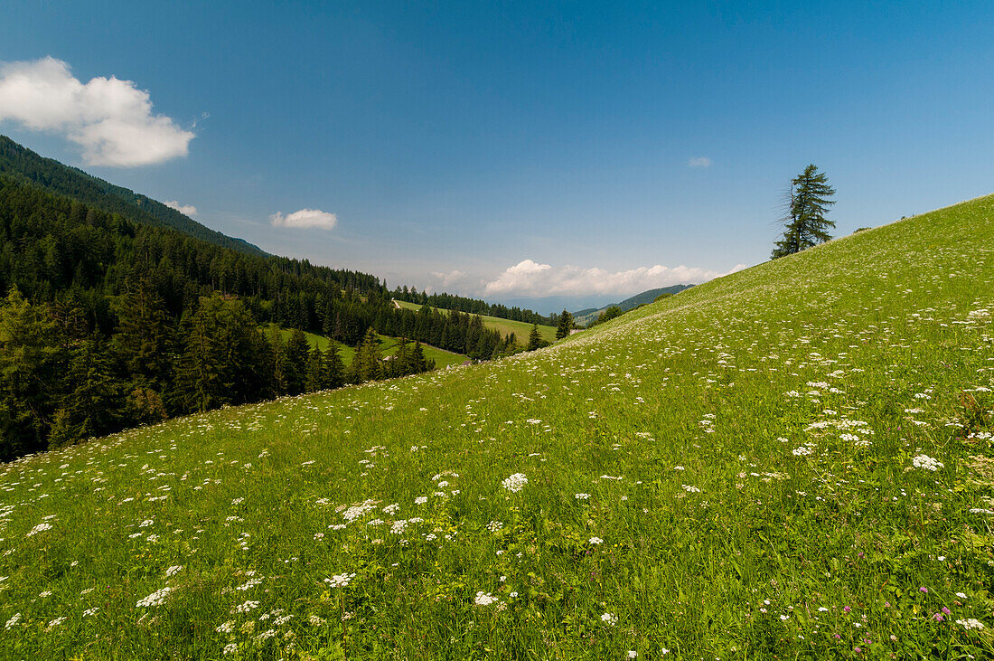 Blühende Wildblumen auf einer Bergwiese in Santa Maddalena. Santa Maddalena, Trentino Südtirol, Italien.