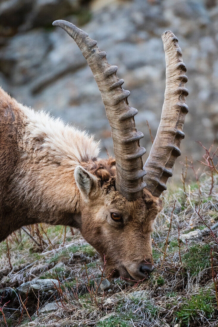 Nahaufnahme eines Alpensteinbocks, Capra ibex, beim Grasen. Aosta, Savarenche-Tal, Gran-Paradiso-Nationalpark, Italien.