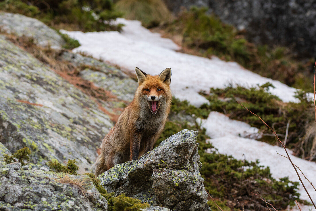Ein Rotfuchs, Vulpes vulpes, gähnt auf einem Felsen und schaut in die Kamera. Aosta, Savarenche-Tal, Gran-Paradiso-Nationalpark, Italien.